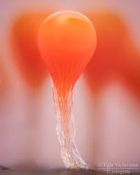 Attēlu rezultāti vaicājumam “Hemitrichia decipiens spores”