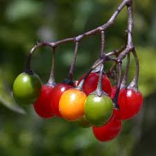Attēlu rezultāti vaicājumam “Solanum dulcamara fruit”