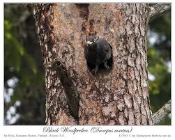 Attēlu rezultāti vaicājumam “Dryocopus martius nest”