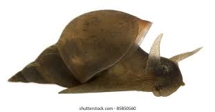 Attēlu rezultāti vaicājumam “Lymnaea stagnalis”