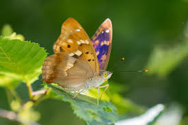 Attēlu rezultāti vaicājumam “Apatura ilia”