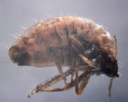 Attēlu rezultāti vaicājumam “Chaitophorus populeti”