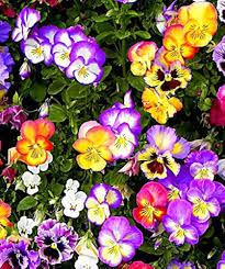 Image result for Viola cornuta