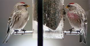 Attēlu rezultāti vaicājumam “Carduelis flammea male”
