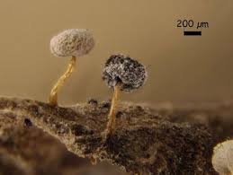 Attēlu rezultāti vaicājumam “Didymium bahiense macro”