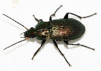 Attēlu rezultāti vaicājumam “Poecilus cupreus”