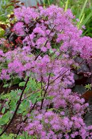 Attēlu rezultāti vaicājumam “Collaria rubens stalked”