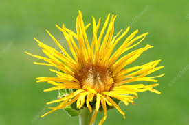 Image result for Inula helenium
