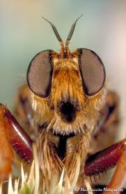 Attēlu rezultāti vaicājumam “Asilus crabroniformis”