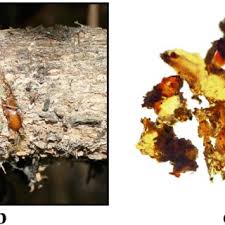 Attēlu rezultāti vaicājumam “Macrosiphoniella absinthii”