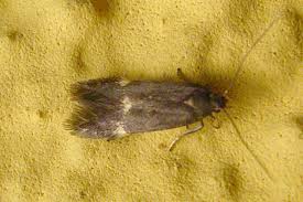 Attēlu rezultāti vaicājumam “Borkhausenia minutella”