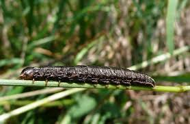 Attēlu rezultāti vaicājumam “Tholera cespitis”