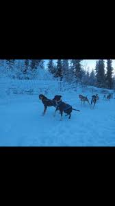Image result for Team Ice Fire British Sled Dog Racing Team