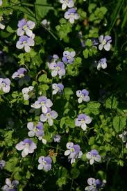 Attēlu rezultāti vaicājumam “Veronica filiformis flower”