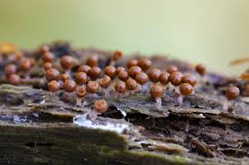 Attēlu rezultāti vaicājumam “Hemitrichia decipiens young”