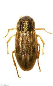 Attēlu rezultāti vaicājumam “Hydrophilidae”