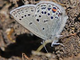 Attēlu rezultāti vaicājumam “Vacciniina optilete”