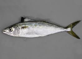 Image result for Scomberomorus maculatus