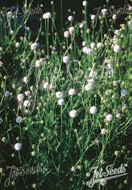 Image result for Succisella inflexa