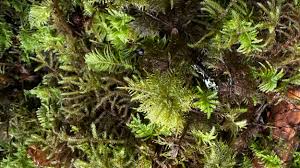 Attēlu rezultāti vaicājumam “Hylocomium splendens”