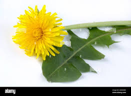 Attēlu rezultāti vaicājumam “Taraxacum suecicum leaf”