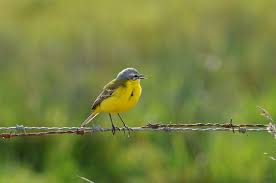 Attēlu rezultāti vaicājumam “Motacilla flava flava”