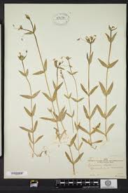 Attēlu rezultāti vaicājumam “Cerastium holosteoides fruit”