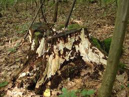 Attēlu rezultāti vaicājumam “Perenniporia medulla-panis”