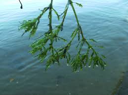 Attēlu rezultāti vaicājumam “Najas marina”