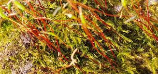 Attēlu rezultāti vaicājumam “Herzogiella seligeri”