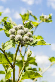 Attēlu rezultāti vaicājumam “Arctium tomentosum”