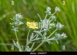 Attēlu rezultāti vaicājumam “Potentilla arenaria flower”