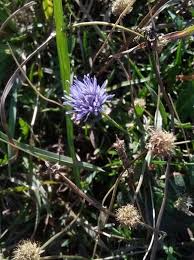 Attēlu rezultāti vaicājumam “Jasione montana”