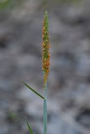 Attēlu rezultāti vaicājumam “Alopecurus aequalis flower”