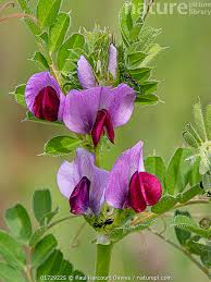 Attēlu rezultāti vaicājumam “Vicia”