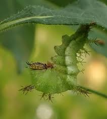 Attēlu rezultāti vaicājumam “Nymphalis xanthomelas larva”