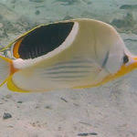 Image result for Diplodus capensis