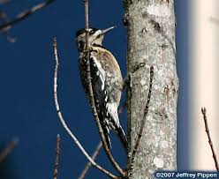 Image result for Sphyrapicus varius