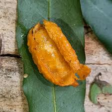 Attēlu rezultāti vaicājumam “Anisantha tectorum fruit”