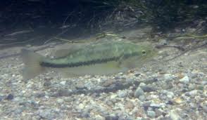 Image result for Micropterus salmoides