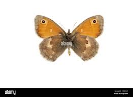 Attēlu rezultāti vaicājumam “Coenonympha pamphilus”