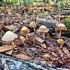 Attēlu rezultāti vaicājumam “Psathyrella sp.”