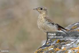 Attēlu rezultāti vaicājumam “Oenanthe oenanthe juvenile”