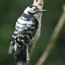 Attēlu rezultāti vaicājumam “Dendrocopos minor male”