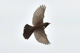 Image result for Turdus torquatus