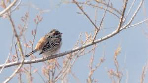 Image result for Emberiza leucocephalos