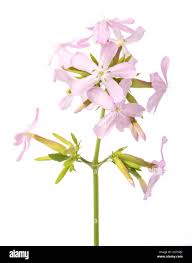 Attēlu rezultāti vaicājumam “Saponaria officinalis flower”