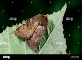 Attēlu rezultāti vaicājumam “Rusina ferruginea male”