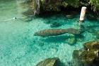 Endangered florida manatee - via Daymix
