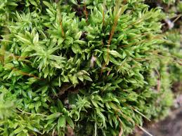 Attēlu rezultāti vaicājumam “Dicranum undulatum”